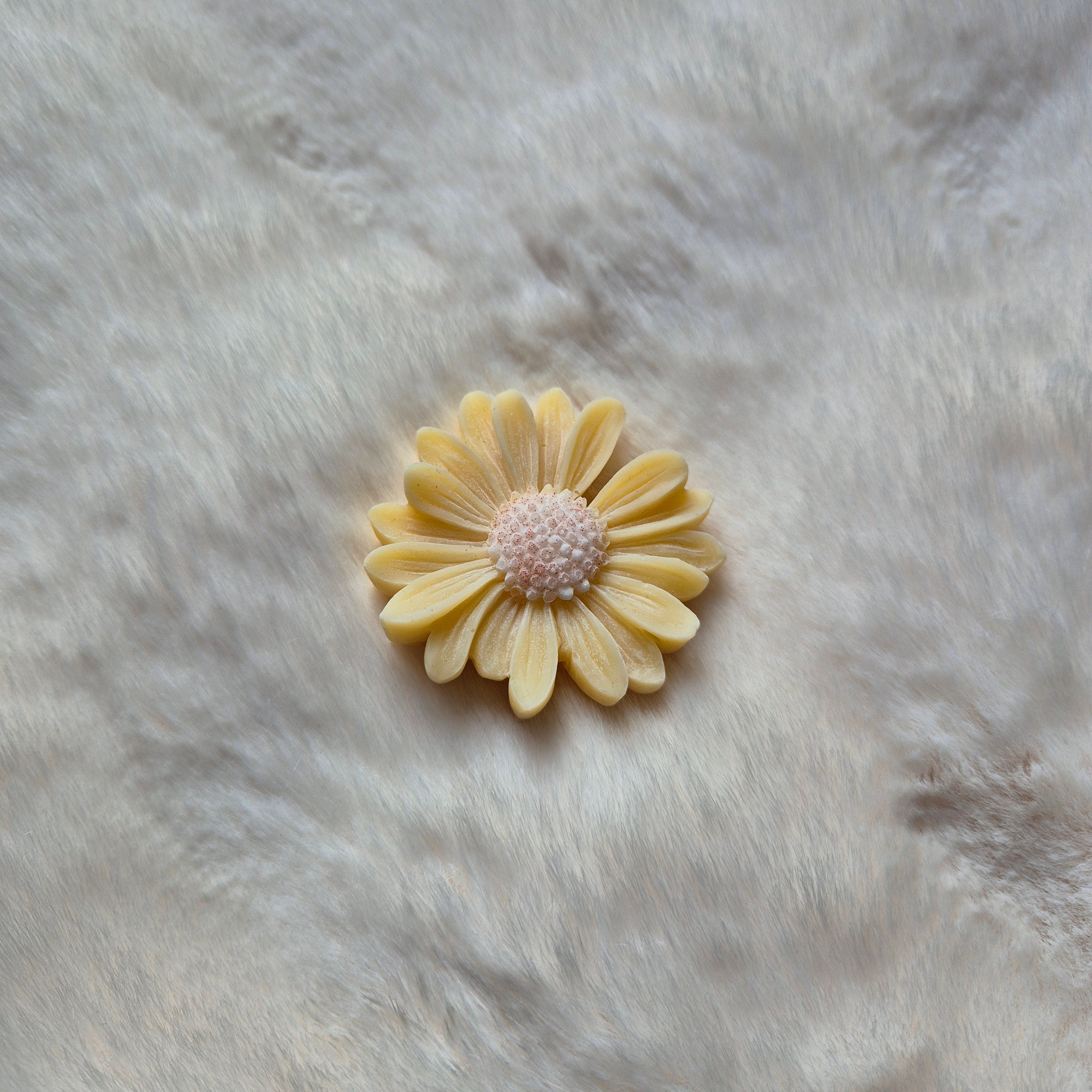 Marguerite colorée
