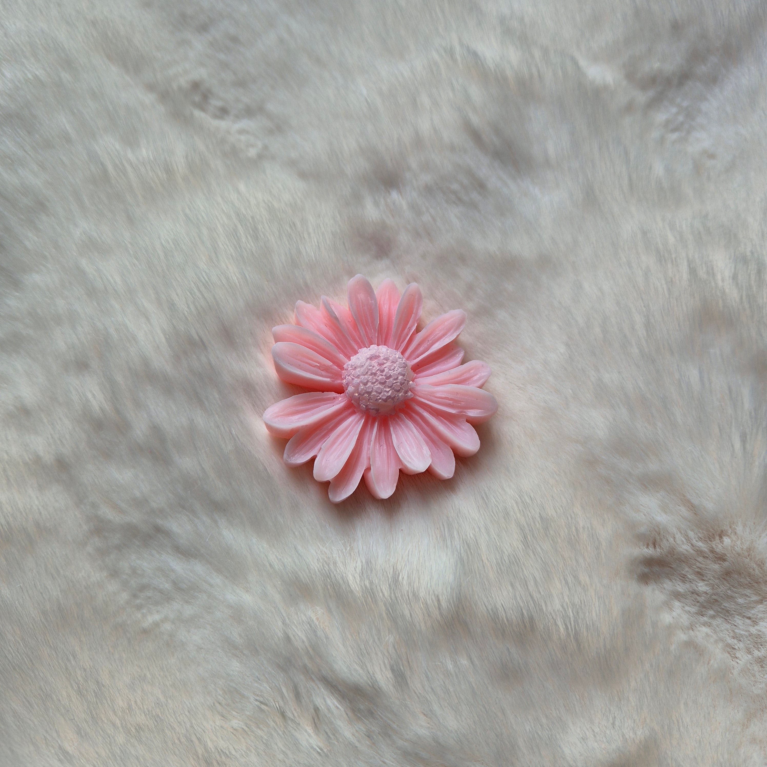 Marguerite colorée