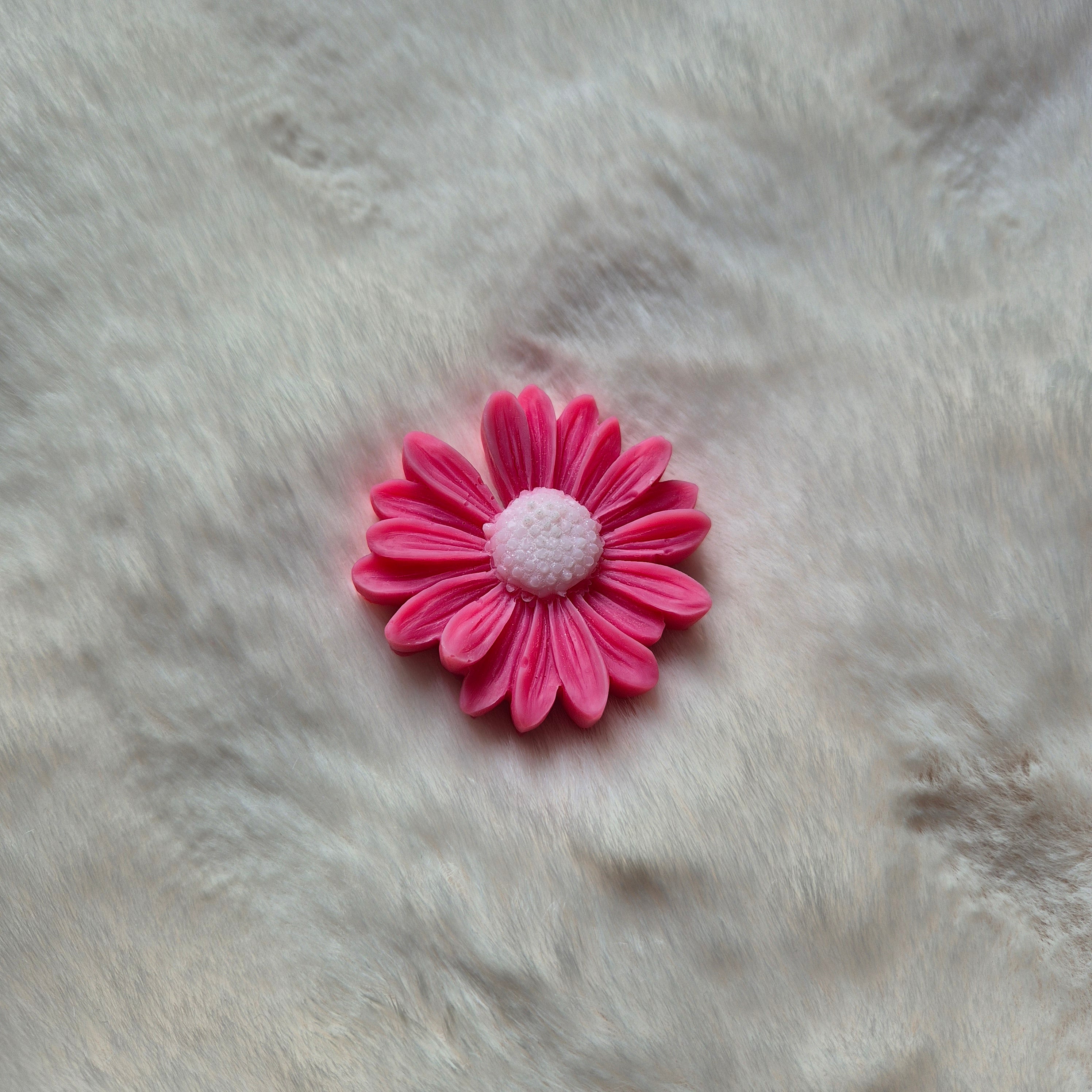 Marguerite colorée